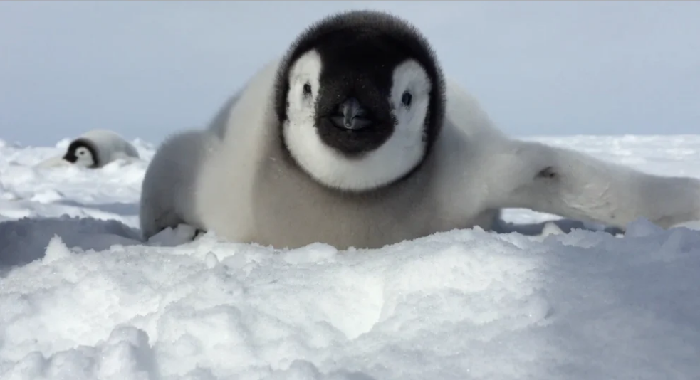 world of penguins