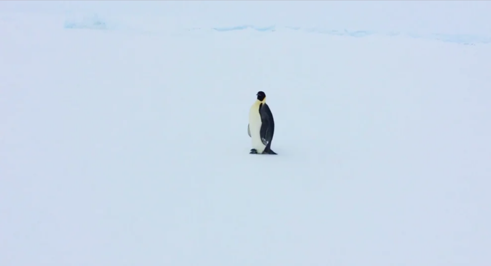 Penguin Patrol