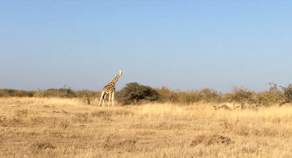 giraffes in africa