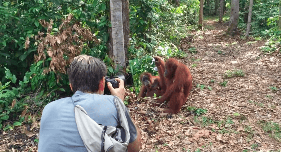 orangutans