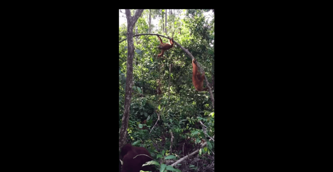 swingers of borneo