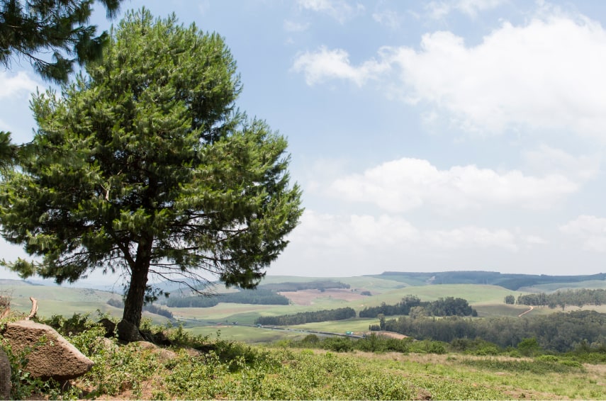 Midlands Scenery