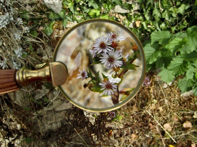 A magnifying glass lets us see beautiful wildflowers up close
