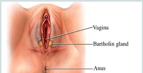 Viêm tuyến bartholin uống kháng sinh gì nên Mua ở đâu và giá bao nhiêu tiền
