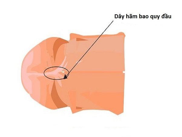 Đứt dây hãm bao quy đầu có sao không