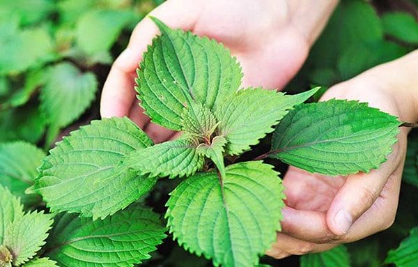 Cách trị sổ mũi cho bé tại nhà an toàn và hiệu quả