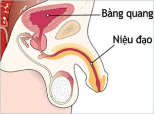 Cách điều trị dương vật bị chảy mủ