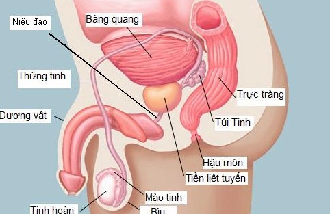 Đau bao quy đầu có thể do viêm tuyến tiền liệt