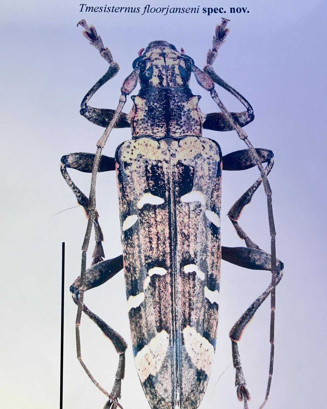 Tmesisternus floorjanseni