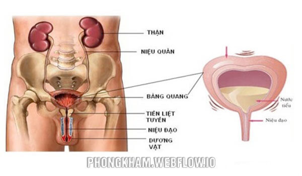 Viêm bàng quang cấp ở nam, nữ giới 7 nguyên nhân thường gặp gây bệnh