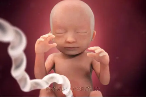 Hình ảnh quá trình mang thai tuần thai thứ 17