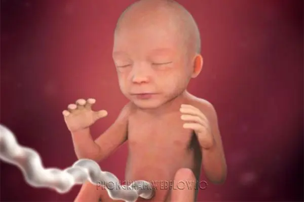 Hình ảnh quá trình mang thai tuần thai thứ 21