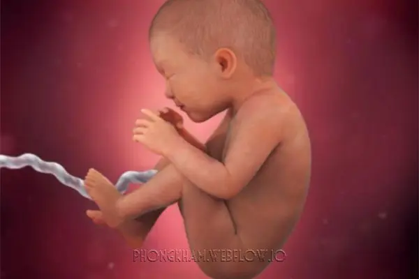 Hình ảnh quá trình mang thai tuần thai thứ 34