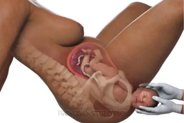 Hình ảnh quá trình mang thai tuần thai thứ 41