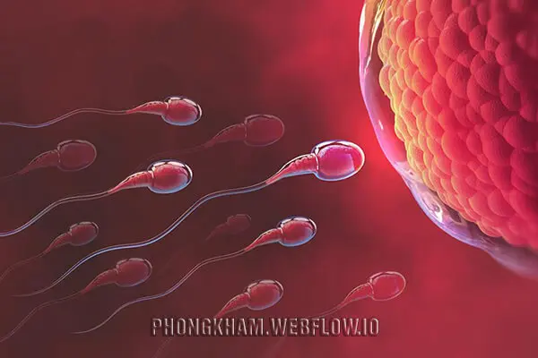 Tinh trùng có hết không hay lúc nào cũng có?