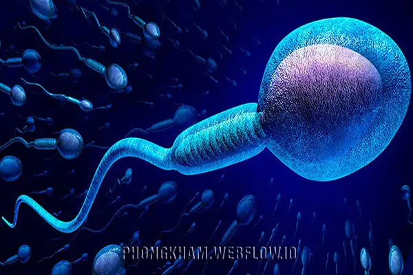 Cải thiện khả năng sinh tinh và chất lượng tinh trùng bằng cách nào?