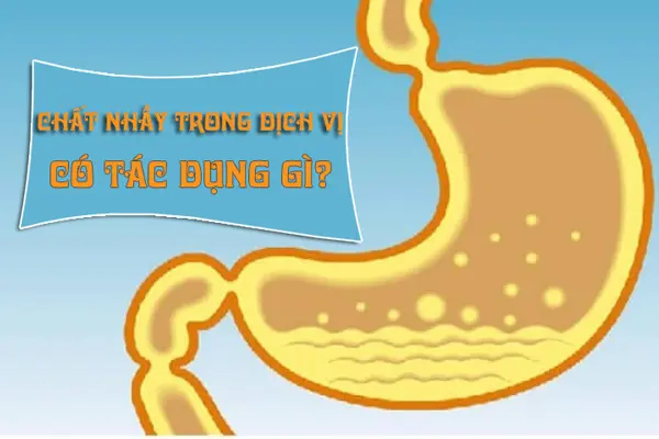 Chất nhầy trong dịch vị có tác dụng gì?