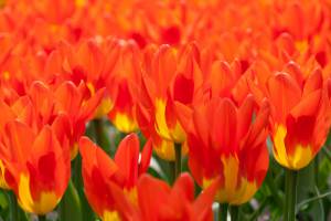 Red tulips