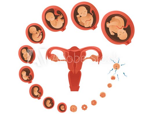 Tuổi thai là gì? Tuổi thai là bao nhiêu?