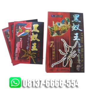 africa black ant di tangerang