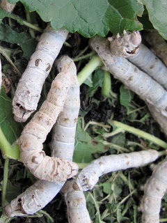 silk worms