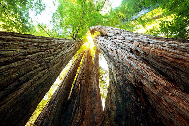 Sequoia National Park