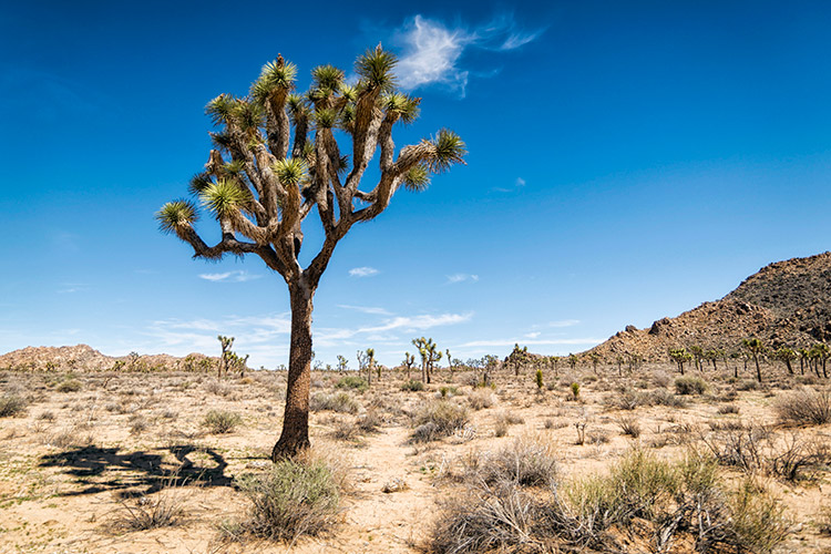 Joshua Tree National Park