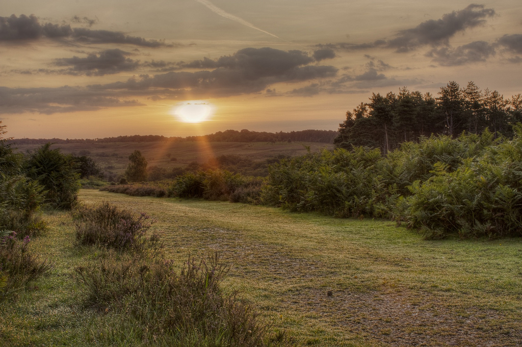 Rent a Land Rover to drive to the New Forest