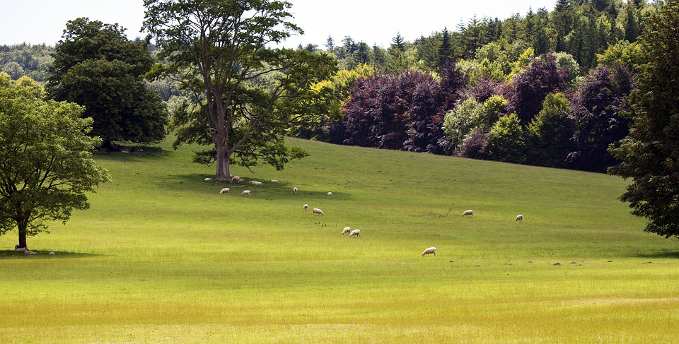 Rent a Land Rover in London to go to the South Downs
