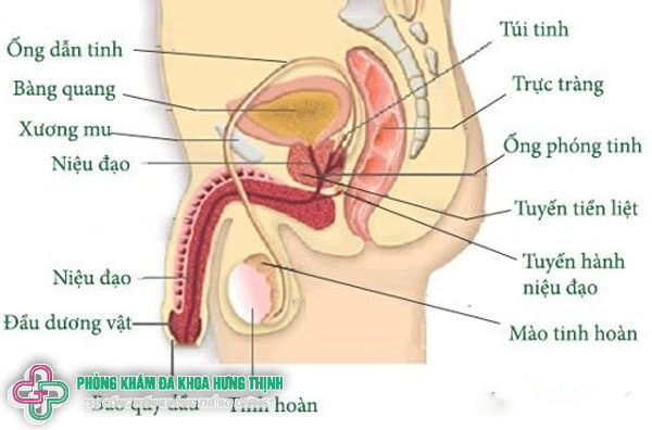 Dấu hiệu nhận biết vô sinh ở nam giới