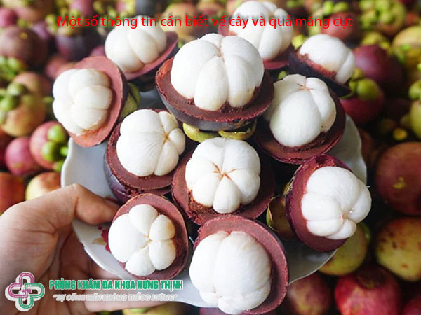 Một số thông tin cần biết về cây và quả măng cụt
