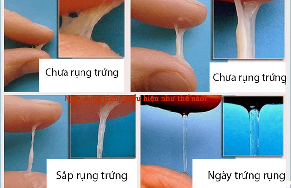 Ngày rụng trứng biểu hiện như thế nào?