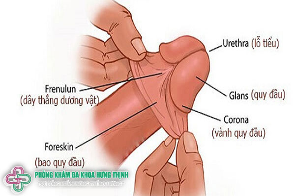 Nam giới chưa lột bao quy đầu có quan hệ được không?