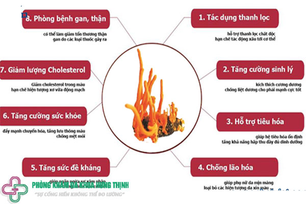 Công dụng của đông trùng hạ thảo
