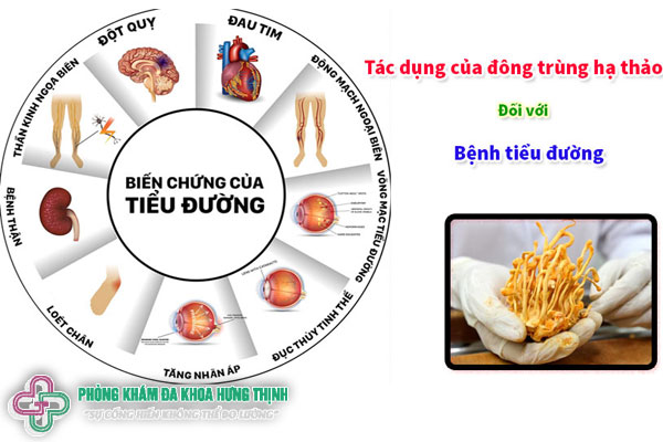 Tác dụng của đông trùng hạ thảo là hỗ trợ chữa tiểu đường
