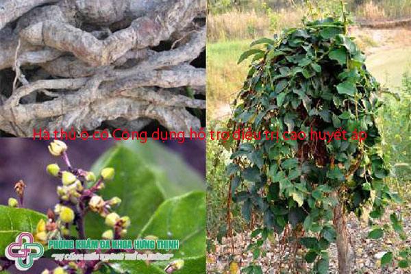 Hà thủ ô chữa bệnh gì - Công dụng hỗ trợ điều trị cao huyết áp