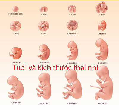 Tuổi và kích thước thai nhi