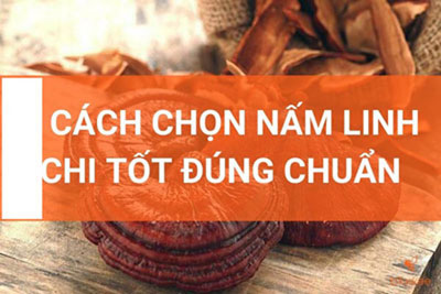 Cách chọn nấm linh chi đỏ tốt, chất lượng