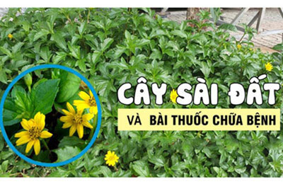 Công dụng tuyệt vời của cây sài đất trong việc chữa bệnh