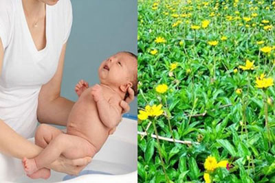 Cây sài đất dùng tắm bé sơ sinh
