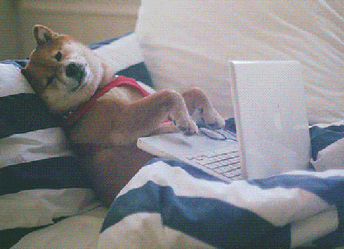 GIF of a relaxed dog laying on a bed frantically typing on a laptop