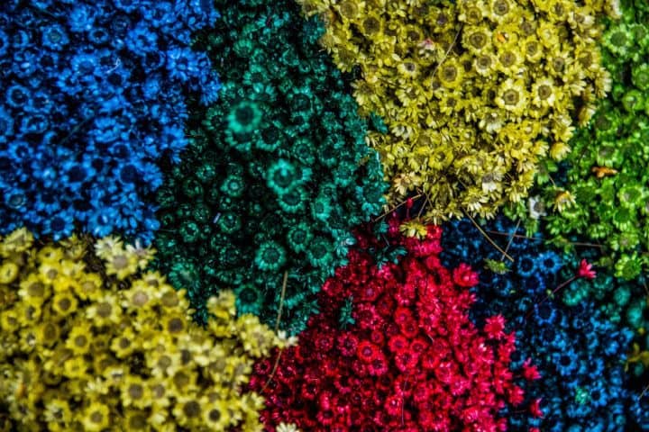 Assortment of flowers
