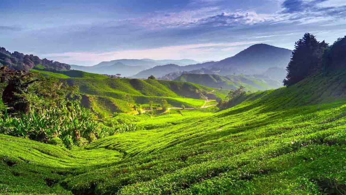 Tea plantation in Cameron Highlands, Pahang, Malaysia