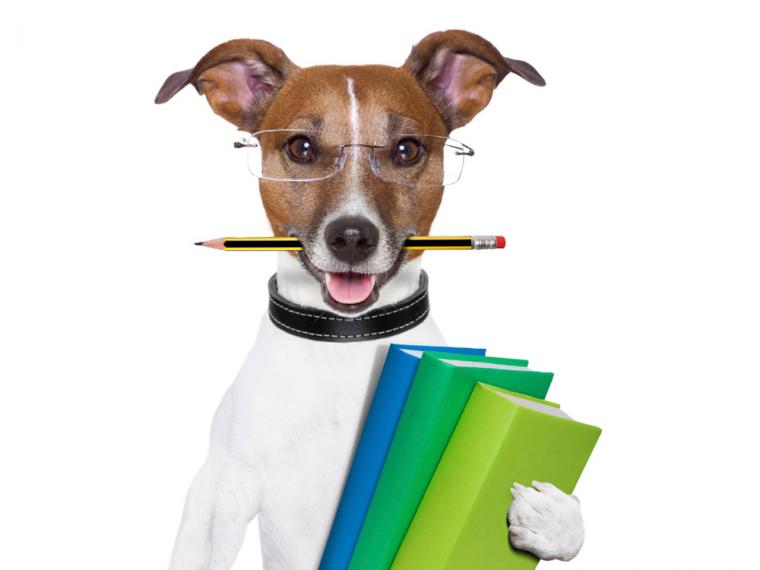 Resultado de imagen para perros inteligentes