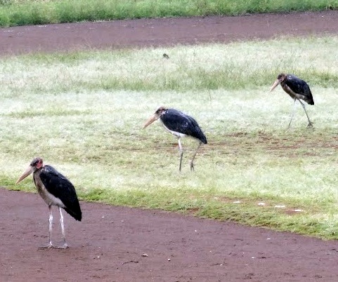 The first arrivals at Stima Field for Sports Day were a group of storks. They looked like referees waiting for the competitions to begin.