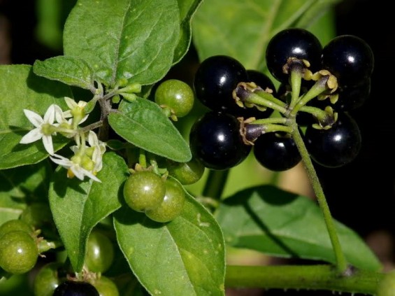 Black nightshade (not to be confused with deadly nightshade, or belladonna) is a common weed with a long and well-established history as a food source for numerous cultures around the globe. It is among the most widely used and well-documented wild foods in the world, along with lamb’s quarters, amaranth, and stinging nettle. The black nightshade is a regular or occasional item of diet for over two billion people.