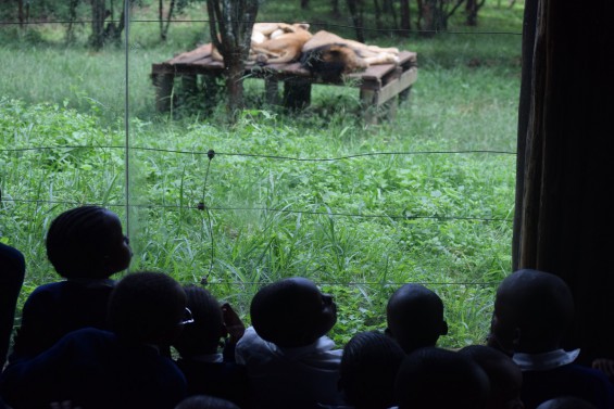 Oh Look! Lions