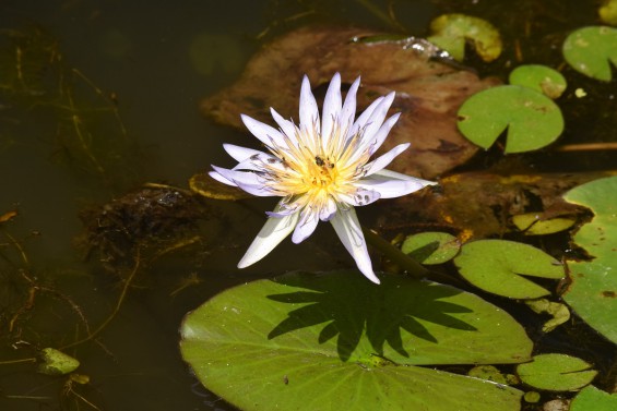 Water lily