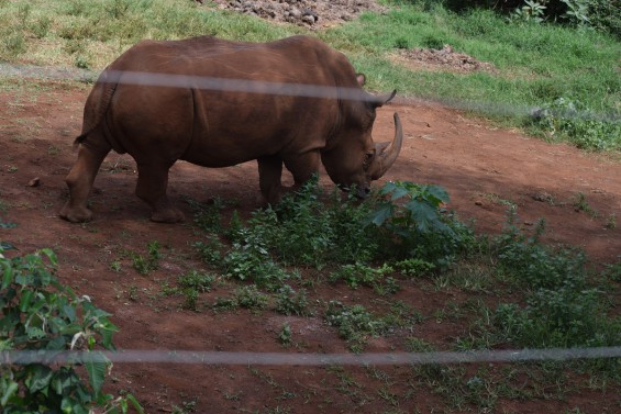 Magnificent white rhino