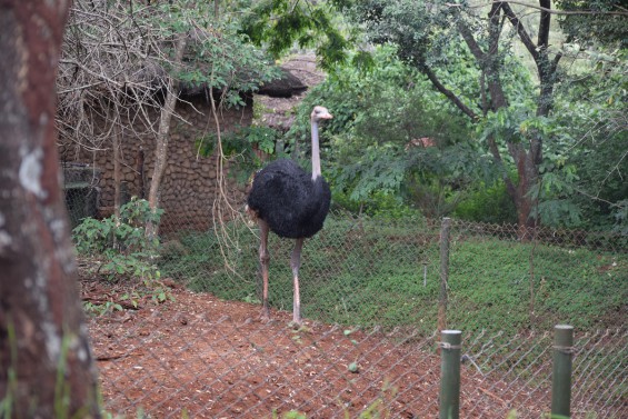 Mr Ostrich